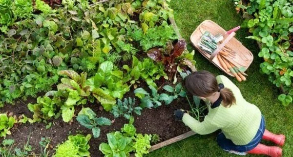 Gartenarbeit im März das Gemüsebeet ordnen frisches Gemüse haben