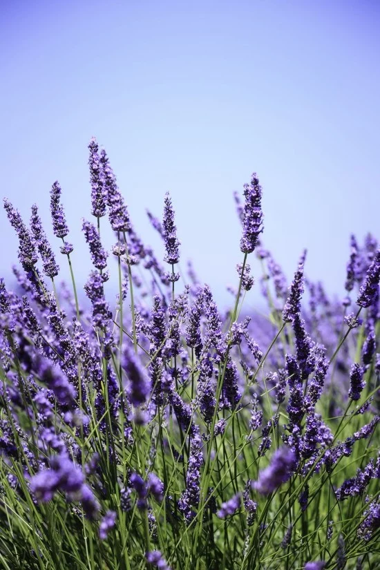 Gartenkräuter Lavendel