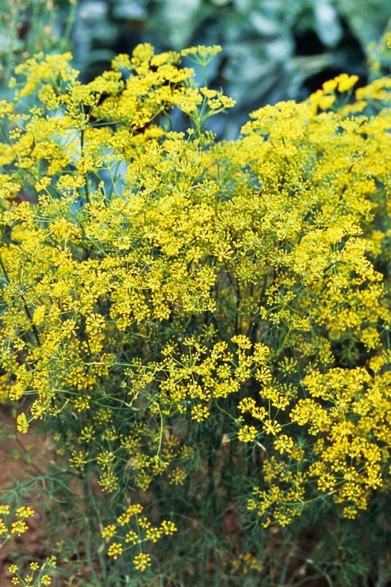 Gartenkräuter gelbgrüne Blüten