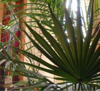 Palmsonntag – von der christlichen Tradition bis zur modernen Hausdekoration