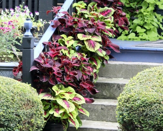 Topfpflanzen Buntnessel dunkelrot grün auf Treppen im Garten