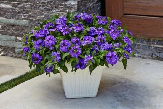 Topfpflanzen Verbenen bläulich –violette Blüten Akzent setzen