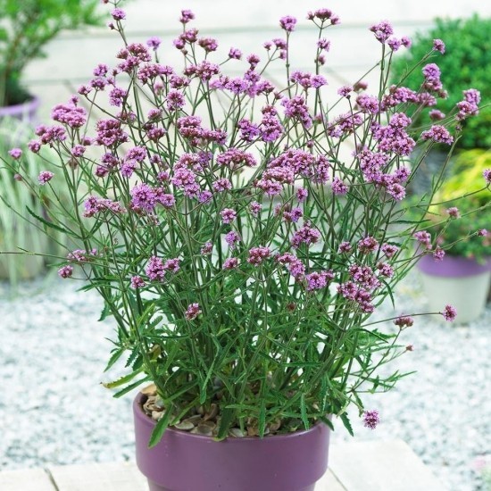 Topfpflanzen Verbenen zarte Blüten violett im gleichfarbigen Topf