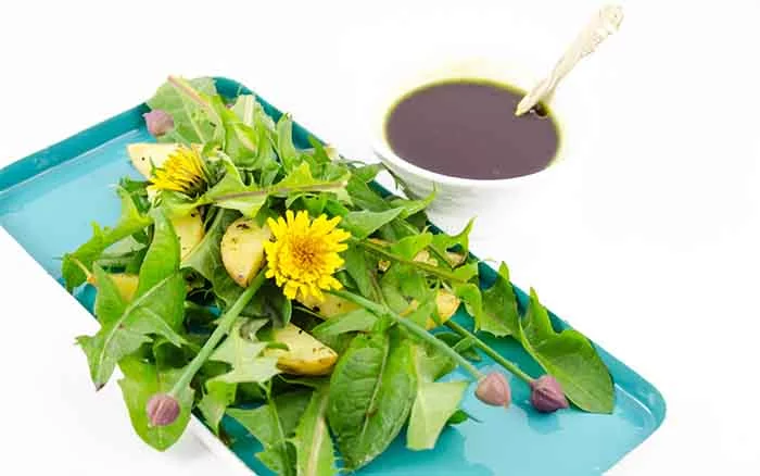 essbare wildpflanzen frischer salat loewenzahn mit dressing