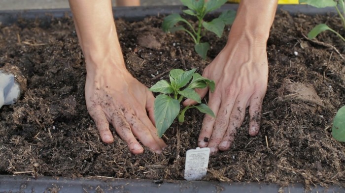 Blumenkästen bepflanzen und erfolgreich den eigenen Gemüsegarten anlegen