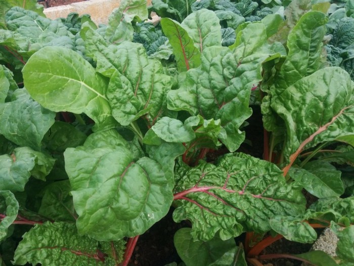 gemuesegarten anlegen blumenkaestenz spinat