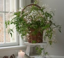 Jasmin Zimmerpflanze – ein grüner Hingucker zu Hause