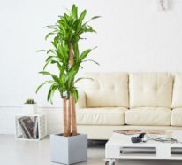Pflanze mit großen Blättern – ein herrlicher Hingucker zu Hause