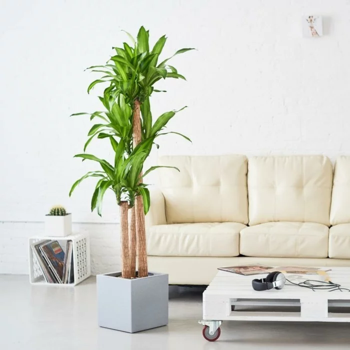 Pflanze mit großen Blättern in einem hellen Wohnzimmer