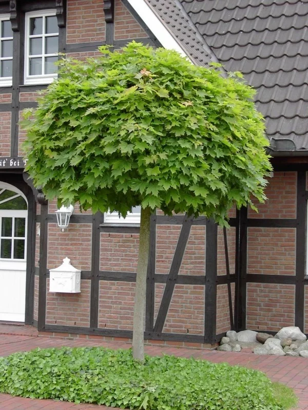 Acer platanoides ‘Globosum’ - Hausbaum in Kugelform