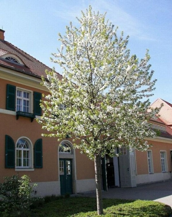 9372465142867818846alleder Richtige Hausbaum 15 Baumarten Die In Ihren Garten Bestenshtml