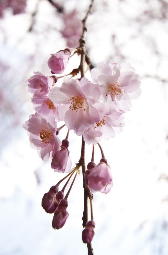 Blumen Bedeutung Feng Shui blühender Kirschzweig Vollkommenheit der Natur
