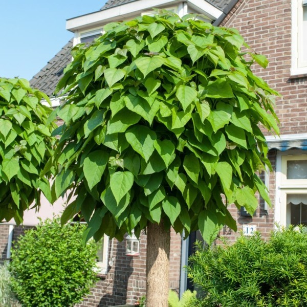 Catalpa bignoides ‘Nana’ kugeltrommelbaum vorgarten