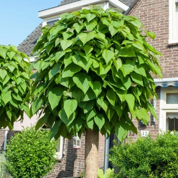 Catalpa bignoides ‘Nana’ - Kugeltrommelbaum imVorgarten