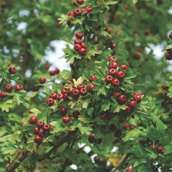 Crataegus monogyna 'Stricta' - Hausbaum mit roten Beeren