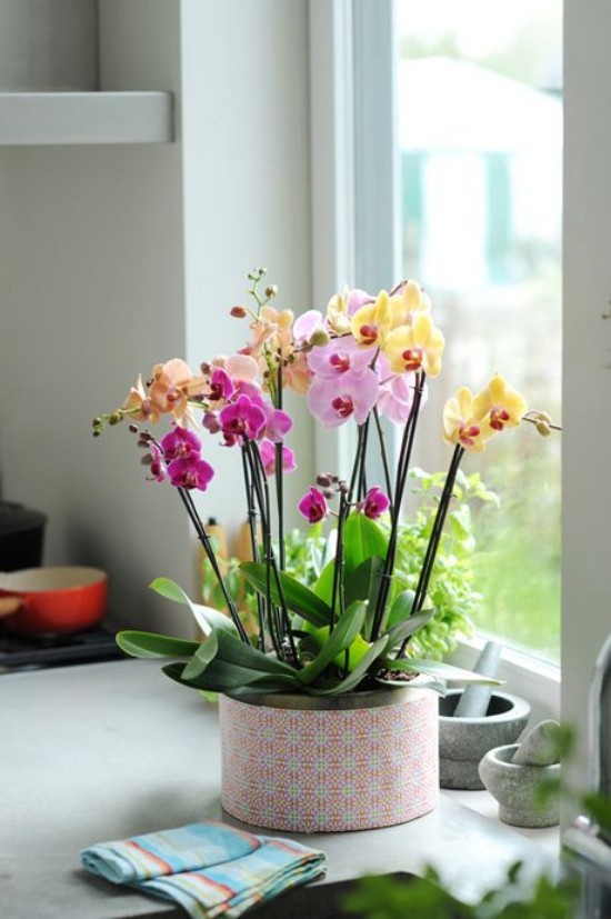 Orchideen natürliche Schönheit ins Haus bringen Feng Shui Blumen Bedeutung