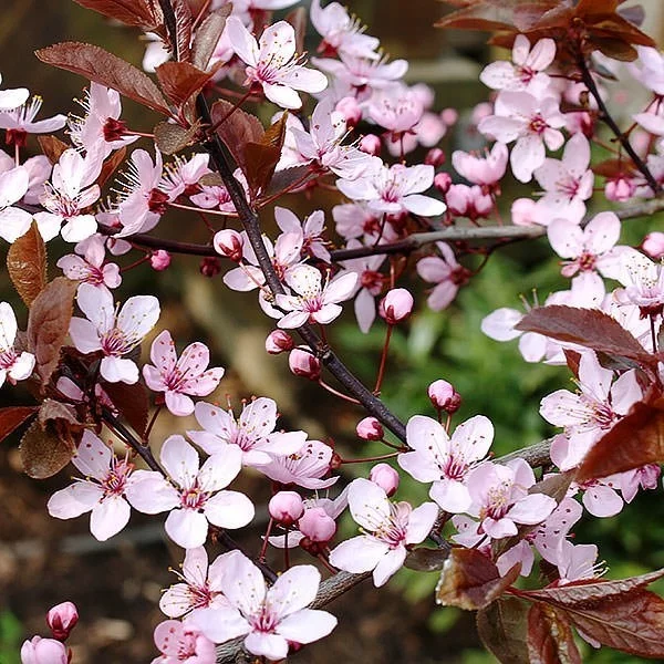 Prunus cerasifera ‘Nigra’ Blutpflaume als Hausbaum mit rosafarbenen Blüten