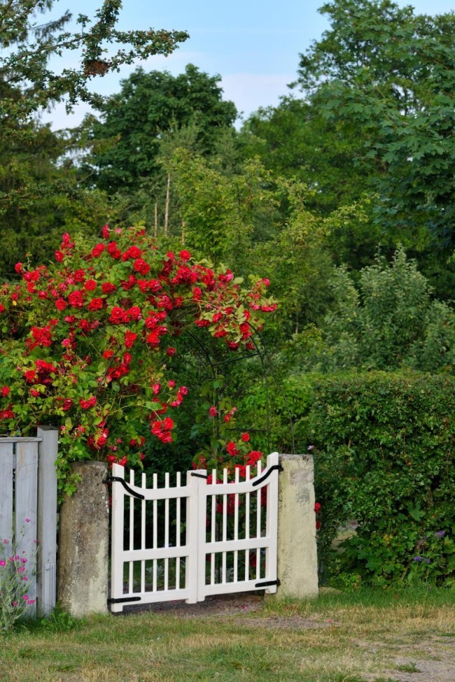 Romantik pur weißes Gartentor Holz rote Rosen visueller Kontrast