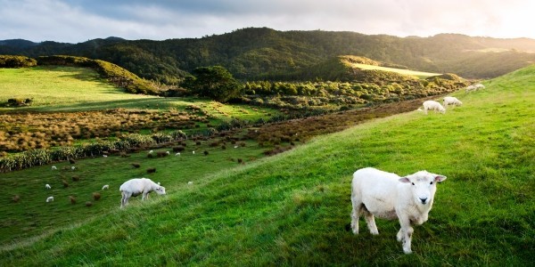 Ungewöhnlicher Urlaubsort Neuseeland Natur pur Schafe