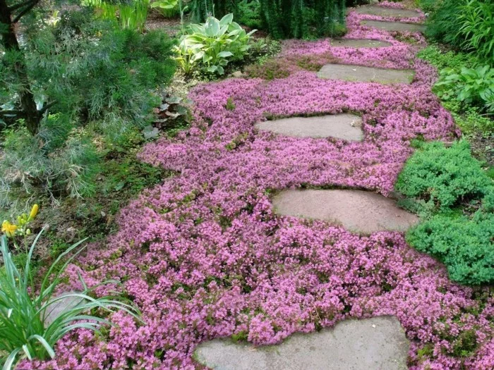 rosablühende Bodendecker auf dem Gartenweg