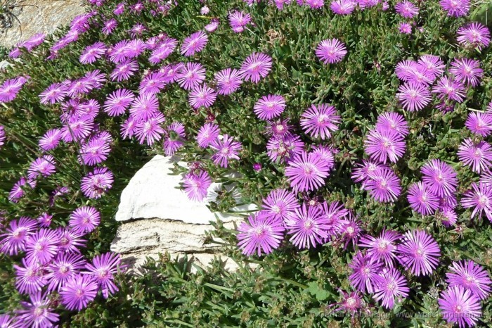 delosperma ecklonis lila blüten sonne bodendecker pflanzen