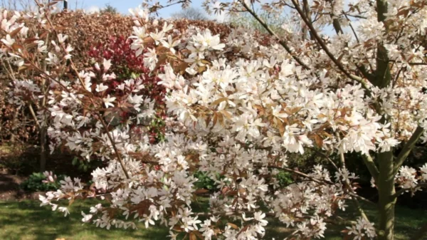 Felsenbirne mit schönen Blüten als Hausbaum im Garten
