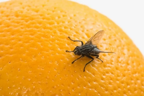 fruchtfliegenfalle selber machen fruchtfliege auf der orange