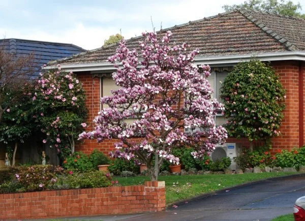 Magnolie mit pinkfarbenen Blüten im Garten