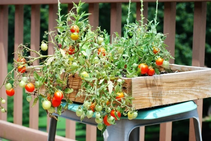 gemuesegarten anlegen frohe ernte balkon ideen gartengestaltung tomaten