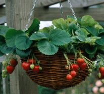 Gemüsegarten anlegen und sich über frohe Ernte auf Balkon oder Terrasse freuen