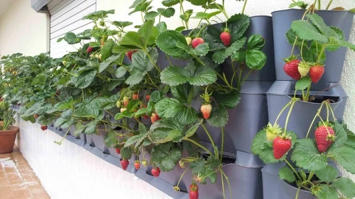 gemuesegarten anlegen froheernte balkon ideen gartengestaltung erdbeeren