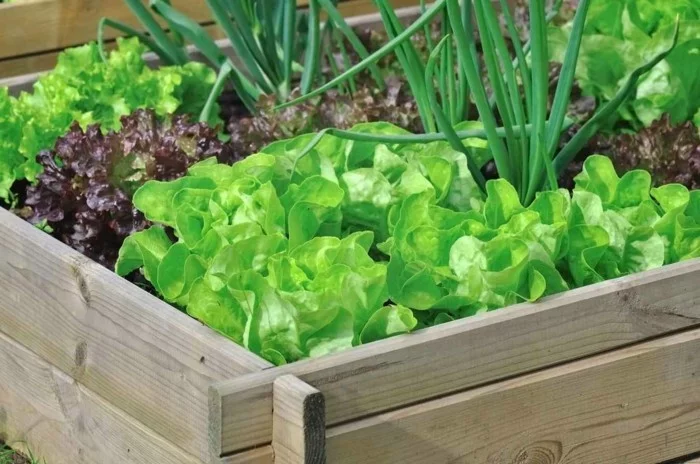 gemuesegarten anlegen froheernte balkon ideen gartengestaltung salate