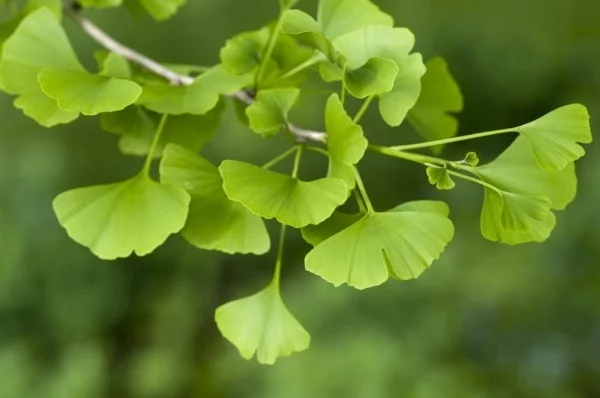 Ginkgo Biloba Zweig mit Blättern