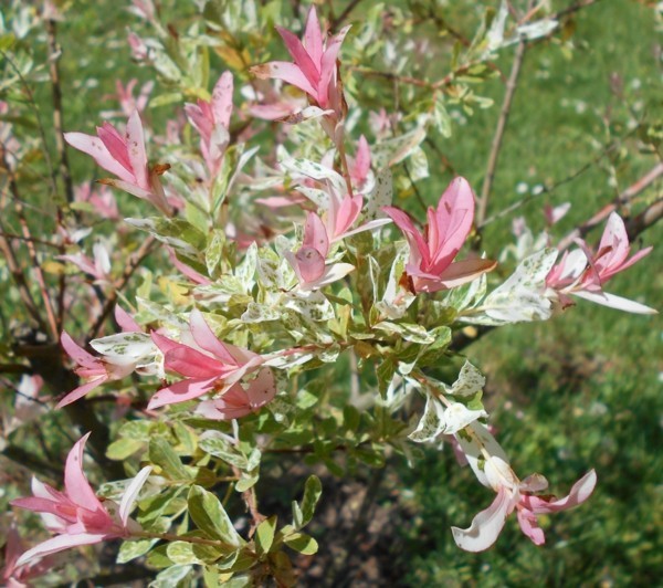 harlekinweide Salix integra ‘Hakuru Niskishi’ hausbaum zierstrauch