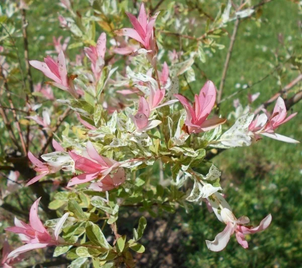 Harlekinweide Salix integra ‘Hakuru Niskishi’ 