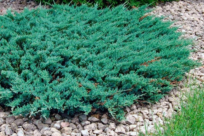 immergrüne bodendecker juniperus horizontales kriech wacholder