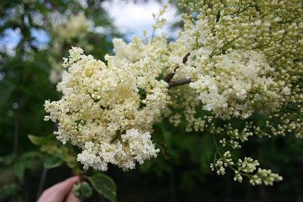 japanischer Baumflieder mit weißen Blüten