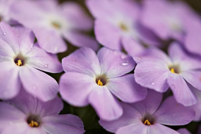 Phlox diffusa Flammenblumen - lila Blüten
