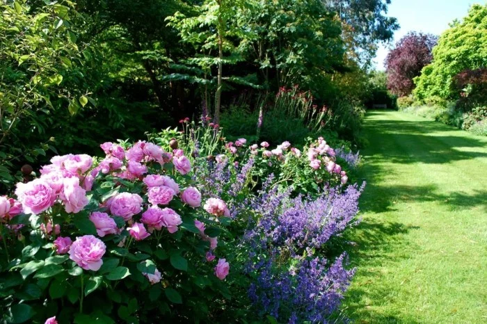 schöne Rosen und Lavendel im englischen Garten