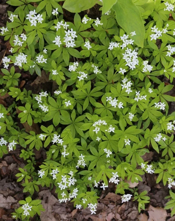 Waldmeister Galium odoratum - Bodendecker für schattige Gärten