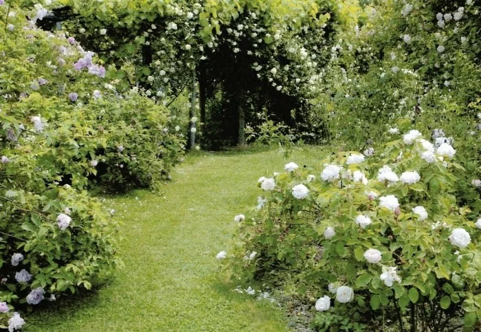 weiße Rosen mit englischen Rasenkanten
