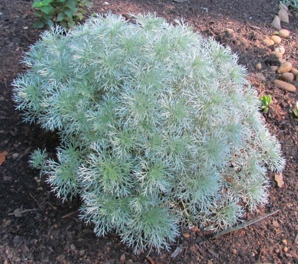 Artemisia schmidtiana zwerg-silberraute als pflasterfugen begrünung
