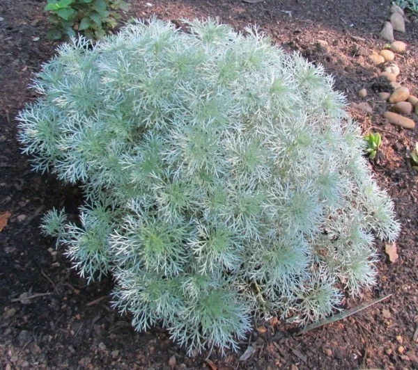 Artemisia schmidtiana Zwerg-Silberraute im Garten 