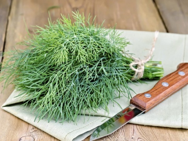 Dill frische grüne Blätter beim Kochen in der Küche verwenden