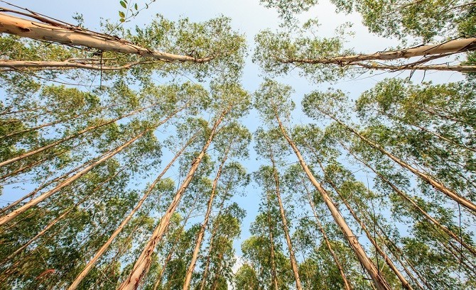 Eukalyptus Bäume widerstandsfähiges Holz gewinnen