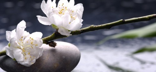 Gartenideen Feng Shui runder Stein weiße Blüten