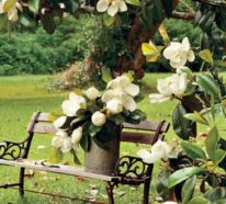 Magnolie bringt etwas Extravaganz in den Garten