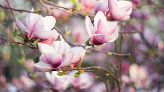 Magnolie rosa Blüten