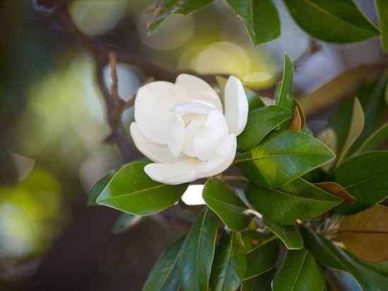Magnolie weiße Blüte schön pflegeleicht