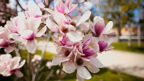 Magnolie zarte Blütenpracht dezenter Duft natürliche Schönheit